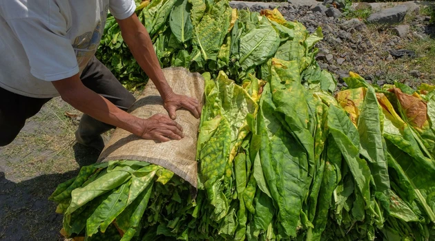 Farmer handling tobacco leaves