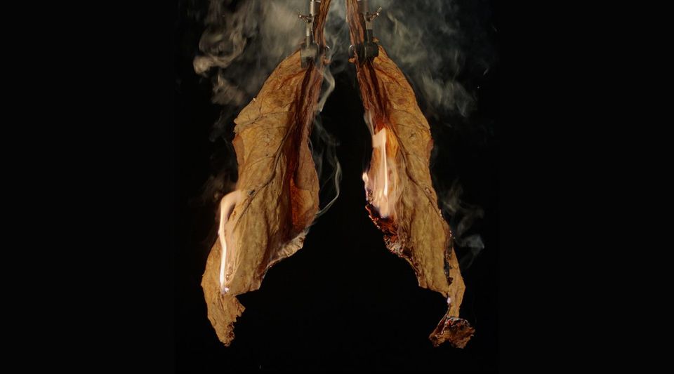 Burning tobacco leaves